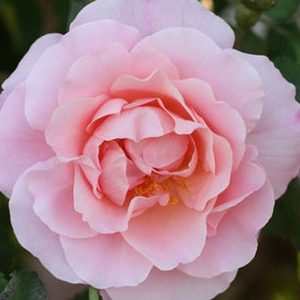 Web trgovina ruža - stara vrtna ruža  - ružičasta - Rosa  Fritz Nobis® - diskretni miris ruže - Wilhelm J.H. Kordes II. - Živi miris, diskretno mirisna galska ruža s spektakularnom žutom svilom. Brzo se širi kroz korijenje. U jesen se razvija ukrasne grmove